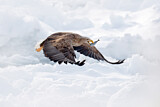 Image. White-tailed Eagle