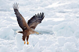 Image. White-tailed Eagle