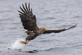 Image. White-tailed Eagle