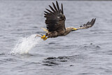 Image. White-tailed Eagle