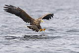 Image. White-tailed Eagle