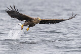 Image. White-tailed Eagle