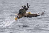 Image. White-tailed Eagle