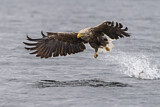 Image. White-tailed Eagle