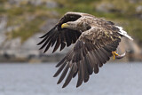 Image. White-tailed Eagle