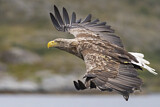 Image. White-tailed Eagle