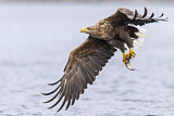 Image. White-tailed Eagle