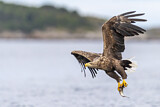 Image. White-tailed Eagle