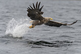 Image. White-tailed Eagle