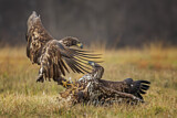 Image. White-tailed Eagle