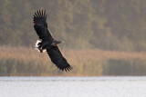 Image. White-tailed Eagle