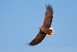 Image. White-tailed Eagle