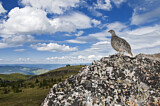 Image. White-tailed Ptarmigan