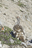 Image. White-tailed Ptarmigan