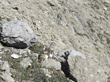 Image. White-tailed Ptarmigan