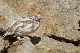 Image. White-tailed Ptarmigan