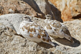 Image. White-tailed Ptarmigan