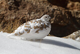 Image. White-tailed Ptarmigan