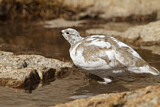 Image. White-tailed Ptarmigan