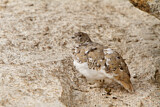Image. White-tailed Ptarmigan