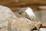 Image. White-tailed Ptarmigan