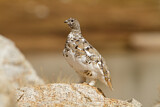 Image. White-tailed Ptarmigan