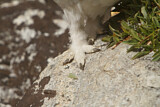 Image. White-tailed Ptarmigan