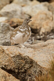 Image. White-tailed Ptarmigan