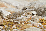 Image. White-tailed Ptarmigan