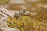 Image. White-tailed Ptarmigan