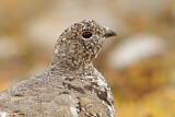 Image. White-tailed Ptarmigan