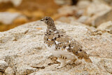 Image. White-tailed Ptarmigan