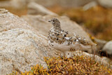 Image. White-tailed Ptarmigan