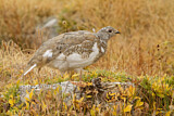 Image. White-tailed Ptarmigan