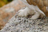 Image. White-tailed Ptarmigan