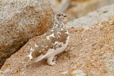 Image. White-tailed Ptarmigan