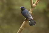 Image. White-tailed Robin