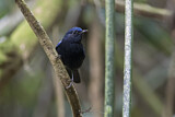 Image. White-tailed Robin