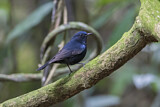 Image. White-tailed Robin