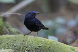 Image. White-tailed Robin