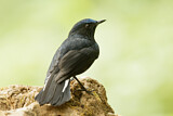 Image. White-tailed Robin