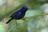 Image. White-tailed Robin