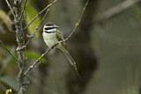 Image. White-throated Bee-eater