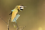 Image. White-throated Bee-eater