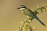 Image. White-throated Bee-eater