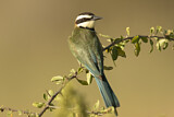 Image. White-throated Bee-eater