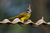 Image. White-throated Bulbul