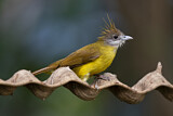 Image. White-throated Bulbul
