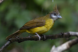 Image. White-throated Bulbul