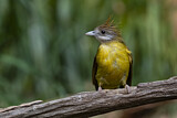 Image. White-throated Bulbul